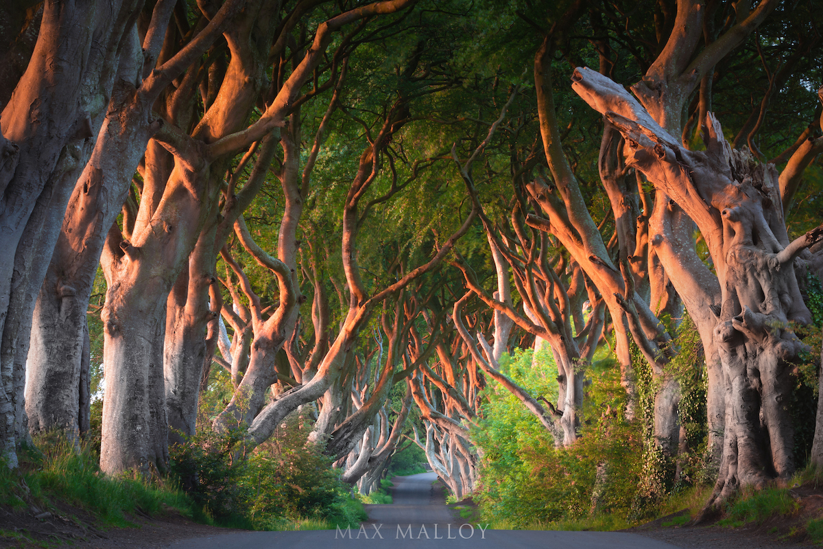 Sunrise At The Dark Hedges In Landscape Northern Ireland Max Malloy Landscapes